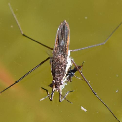 Gerris sp.